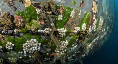 Close-up of marine biofouling growth on a vessel hull captured by an underwater inspection drone camera